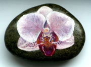 kvety-orchidea-0003