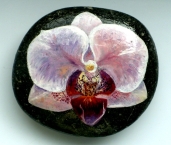 kvety-orchidea-0006